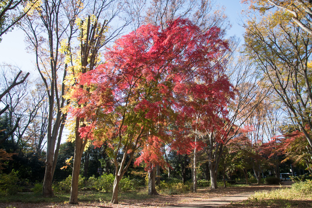 神代植物公園【自由広場：入口付近の紅葉】20231202