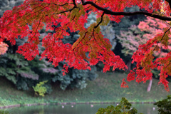 小石川後楽園【舟着付近の紅葉】③20241202