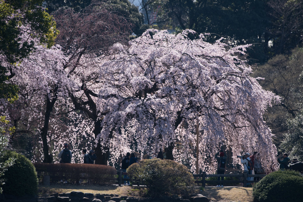 新宿御苑【サクラ：枝垂れ桜】④20190324