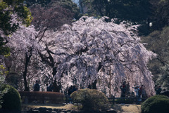新宿御苑【サクラ：枝垂れ桜】④20190324