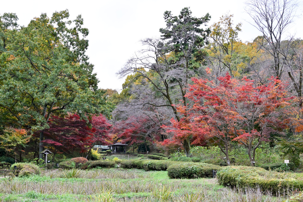 薬師池公園【菖蒲田沿いの紅葉】20251119