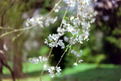 神代植物公園【サクラ：枝垂れ桜】③20220331銀塩