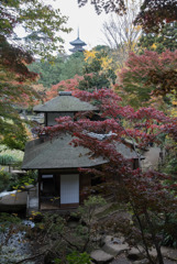 三渓園【聴秋閣あたりの紅葉】②20181202