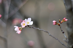 新宿御苑【サクラ：十月桜】20250314