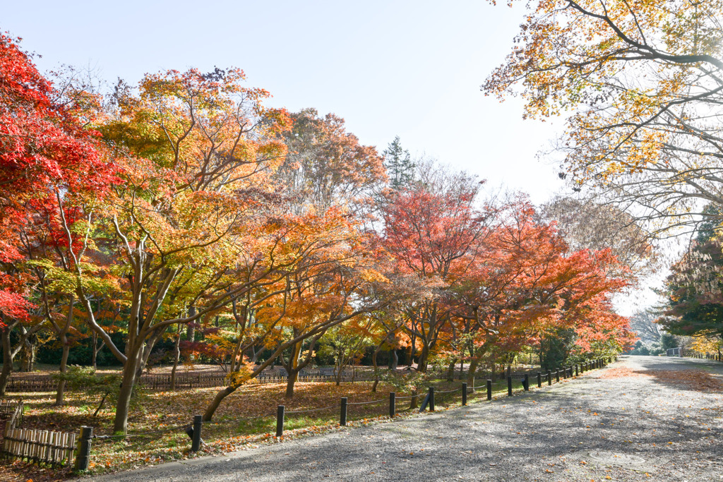 神代植物公園【かえで園(道沿いの紅葉)】①20251130