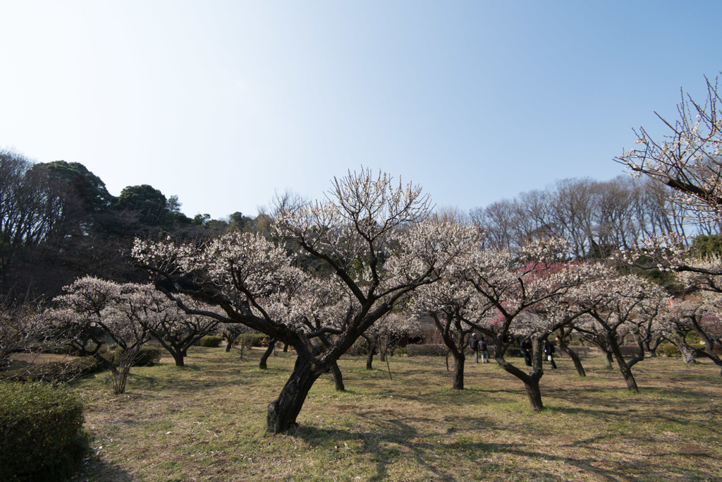 【薬師池公園(白梅)】①20160228