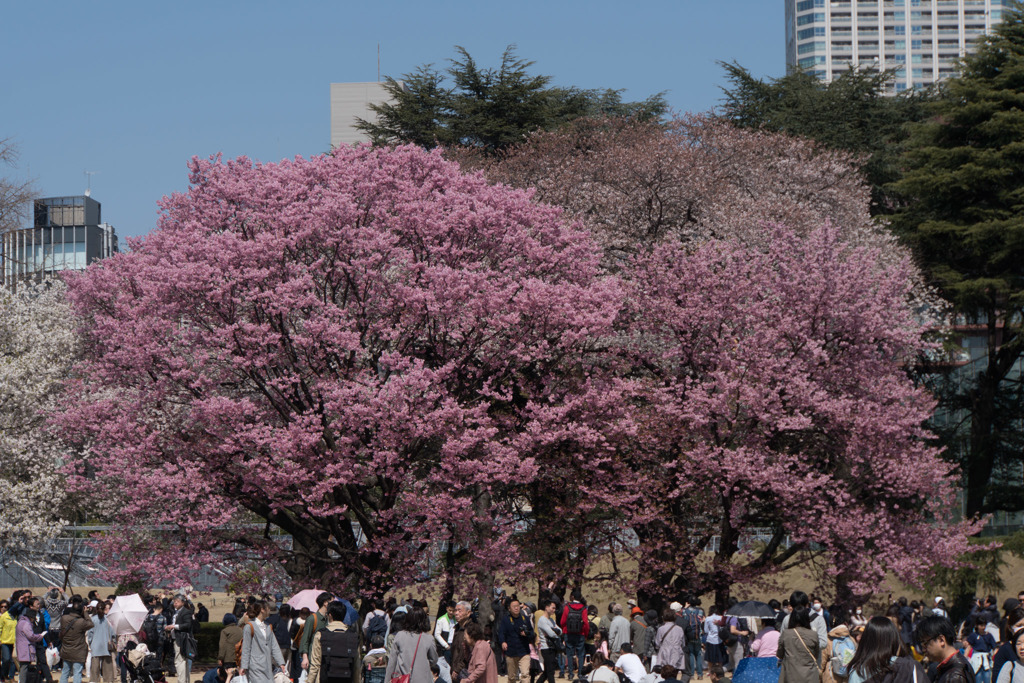 新宿御苑【桜：陽光】20180325