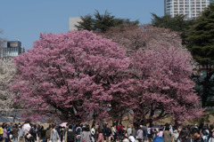 新宿御苑【桜：陽光】20180325