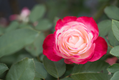 【生田緑地ばら苑(薔薇：ジュビレ・デュ・プリンス・ドゥ・モナコ)】20161