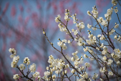 小田原FG【梅：一重緑萼】①20190224