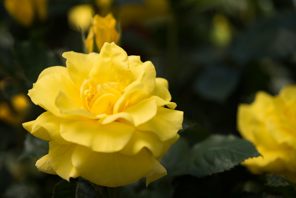 【大船植物園(フリージア)】20150503