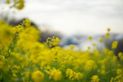 吾妻山公園【菜の花畑：Planar 85mm f1.4】①20190104