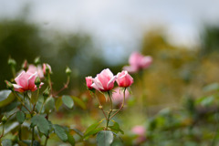 花菜ガーデン【秋パラ：マダム・ピェール・オイラー】20251027