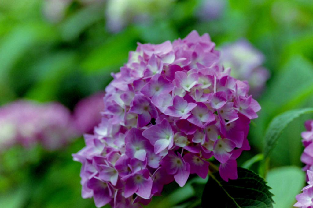 薬師池公園【紫陽花(西洋アジサイ)】③20200531