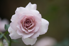 【花菜ガーデン(薔薇：ニュー・ウェーブ)】20161010