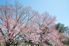 新宿御苑【桜：陽光】①20230314