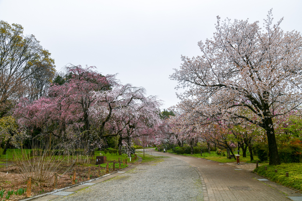 神代植物公園【さくら園の眺め】①20240406