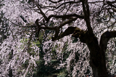 新宿御苑【サクラ：枝垂れ桜】⑥20190324