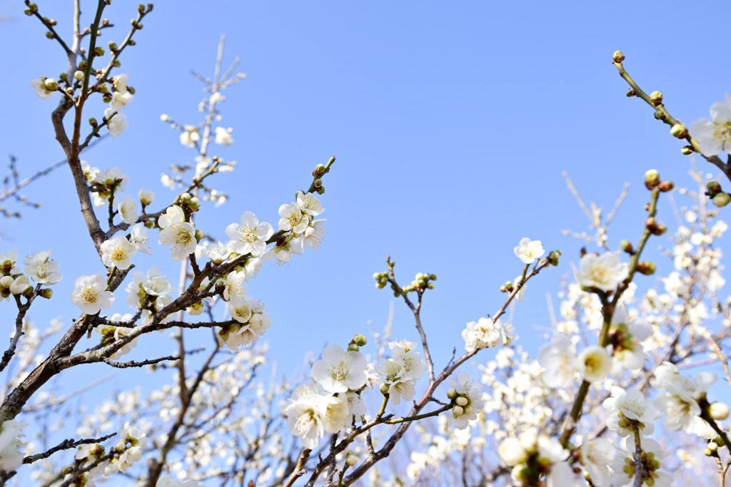 小田原フラワーガーデン【梅の花：一重緑蕚】①20260130