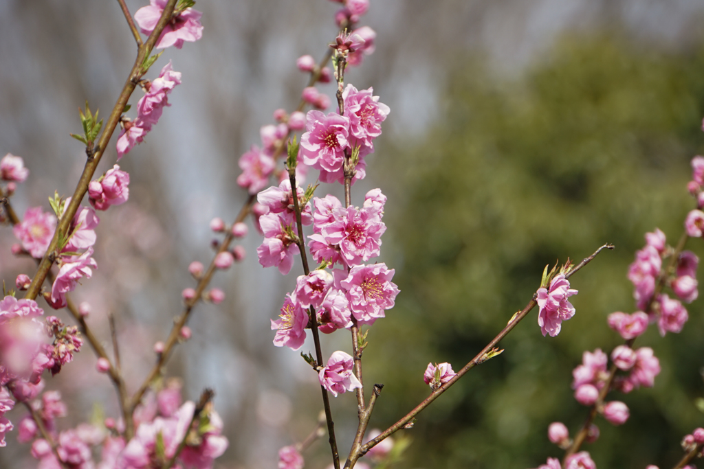 昭和記念公園【ハナモモ】②20160325