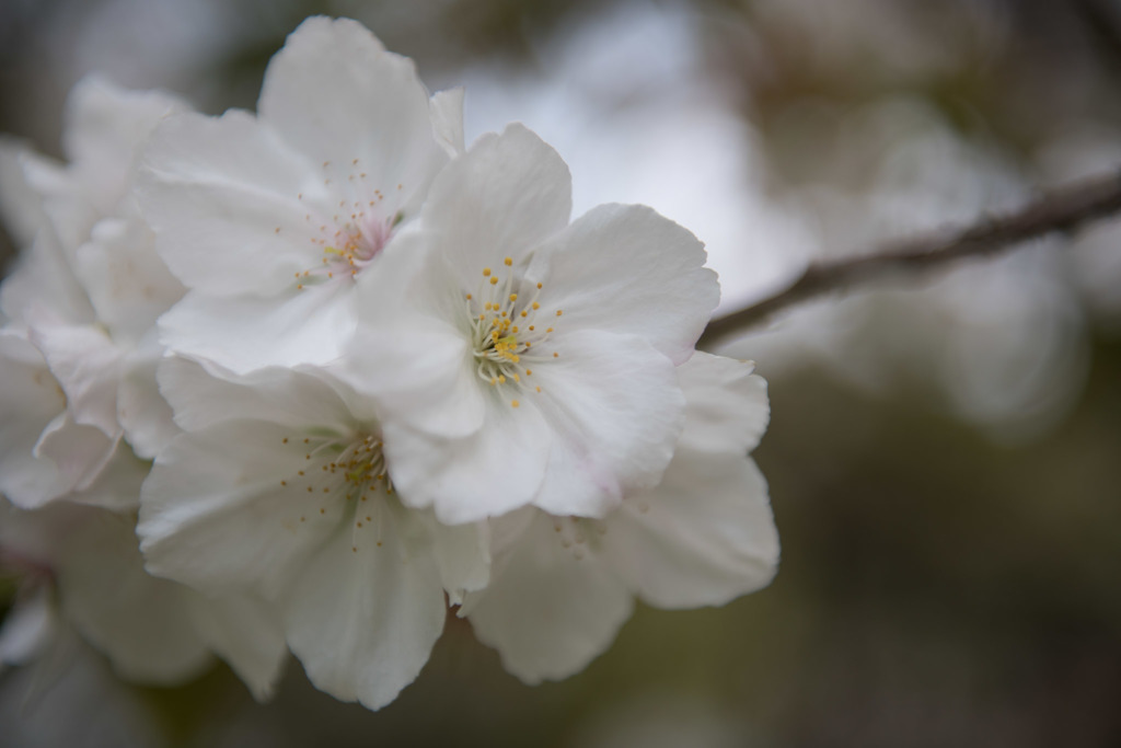 昭和記念公園 里桜 太白 Taihaku By 写真道楽人 Id 写真共有サイト Photohito