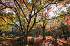 圓光寺【額縁庭園「十牛之庭」の紅葉】③20191203