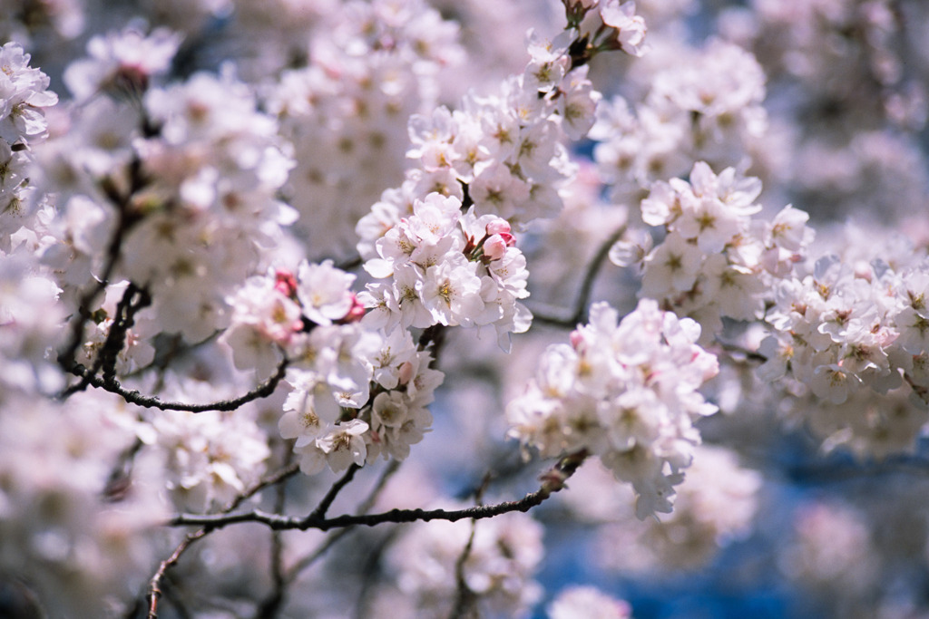 新宿御苑【サクラ：大樹白桜】②20200320