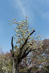 新宿御苑【桜：鬱金】①20170416