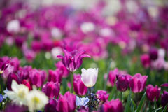 春の花菜ガーデン【チューリップ： 紫角】①20200403