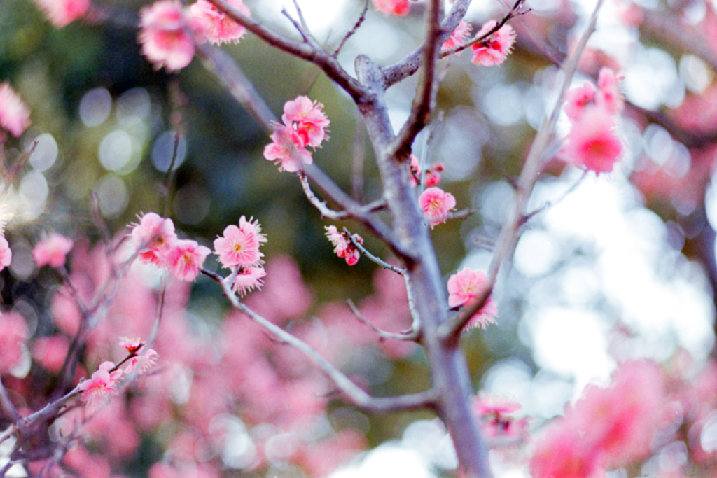 府中市郷土の森【早咲き梅：佐橋紅】③20230121銀塩N