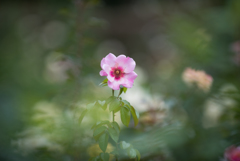 【花菜ガーデン(薔薇：アイズ・オン・ミー)】20161010