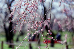 府中市郷土の森【梅の花：藤牡丹枝垂】③20200224