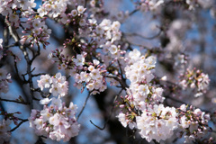 小石川植物園【桜：染井吉野】①20210323