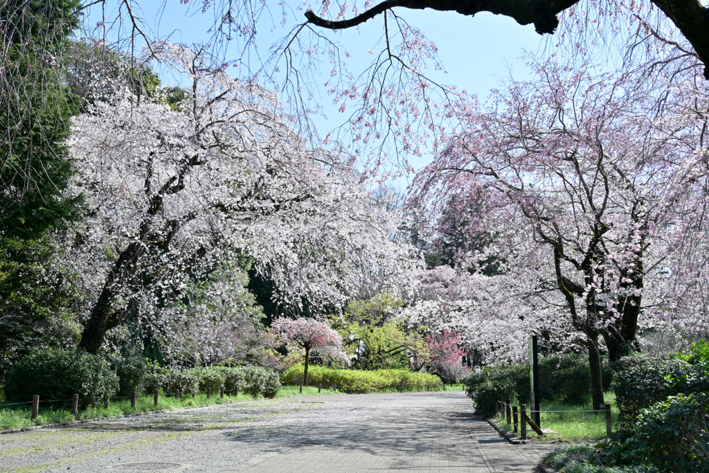 神代植物公園【さくら園のサクラ】③20250404