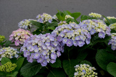 街路沿いの花【アジサイ】20200521