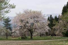 東北お花見ツアー【釜の越公園桜群】②20180423