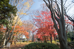 神代植物公園【自由広場付近の紅葉】①20191214