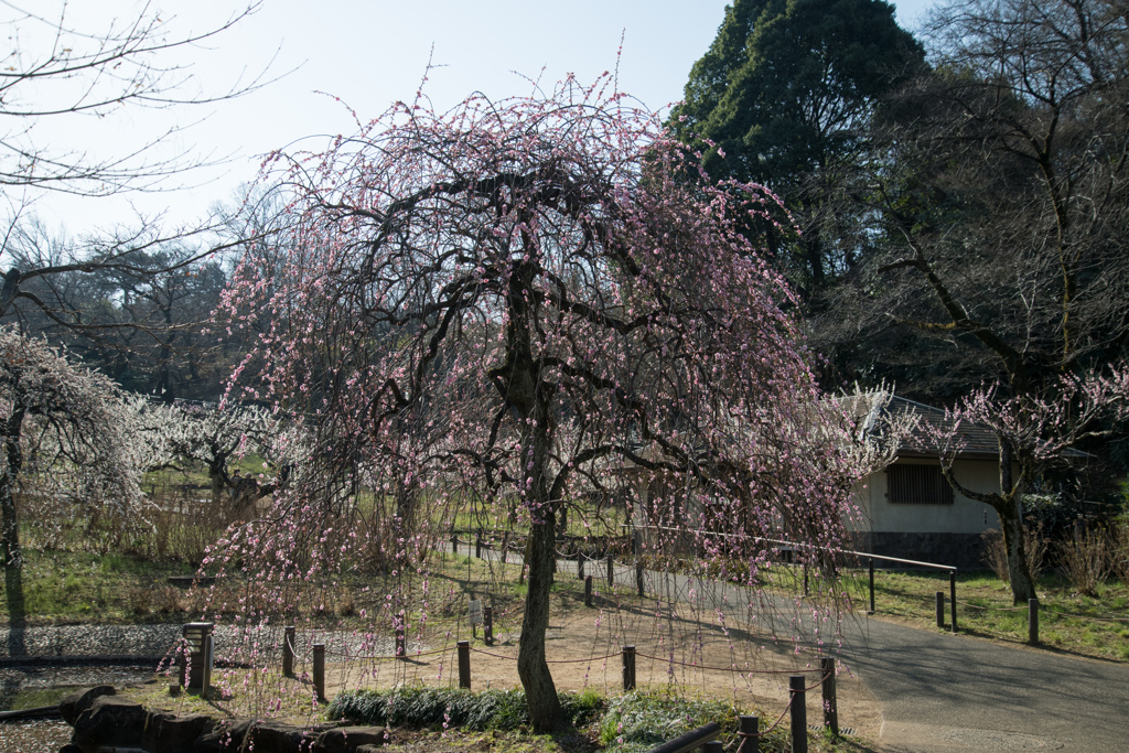 大倉山公園梅林【梅：淡路枝垂】20230304