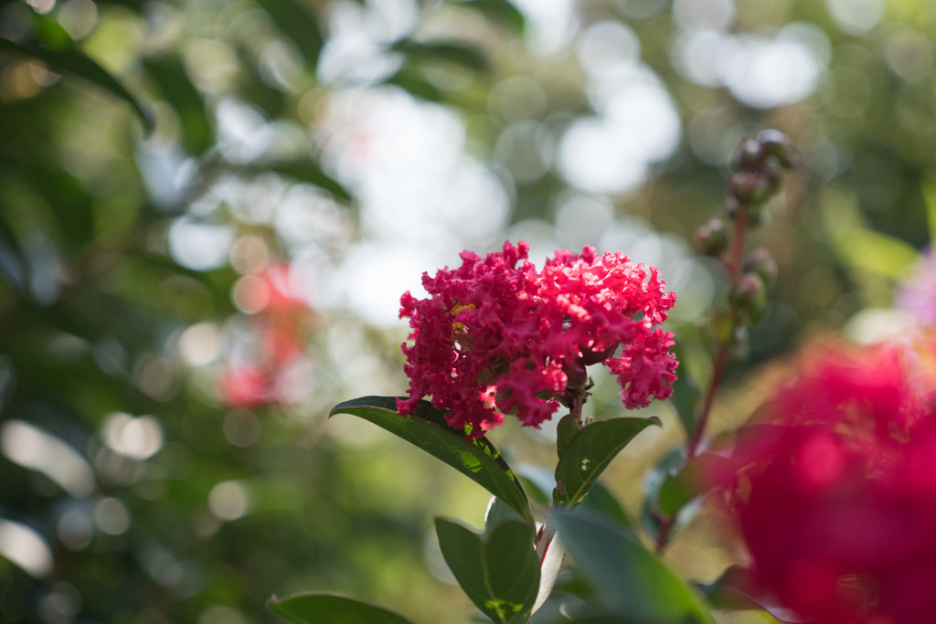 【大船植物園(百日紅：紅百日紅)】①20150802