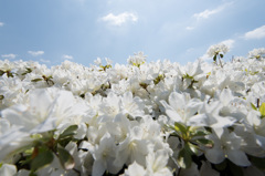 【神代植物公園(ツツジ)】⑧20150426