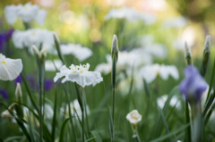 【正覚寺の花菖蒲(白)】①20150531