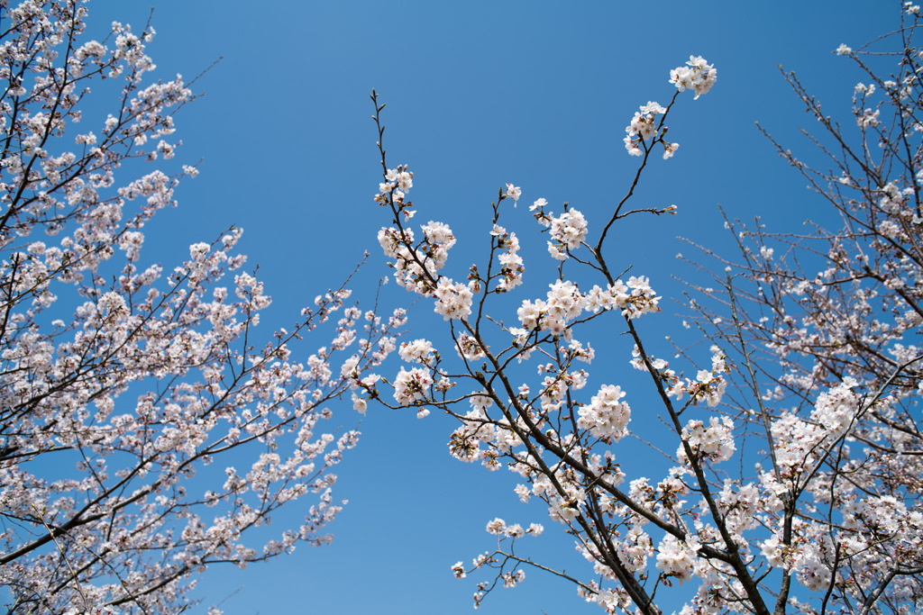 春の花菜ガーデン【サクラの眺め： 染井吉野】②20200403