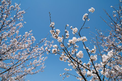 春の花菜ガーデン【サクラの眺め： 染井吉野】②20200403