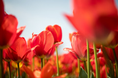 春の花菜ガーデン【チューリップ： 橙】②20200403