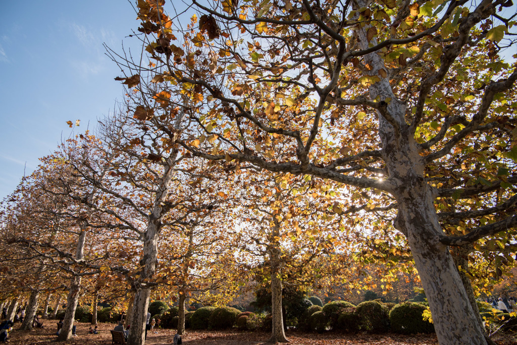 新宿御苑【プラタナスの紅葉】①20181201
