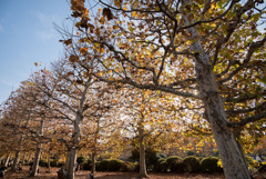 新宿御苑【プラタナスの紅葉】①20181201