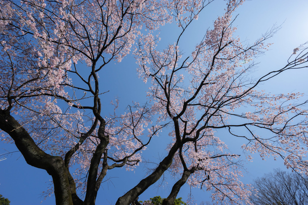 小石川後楽園【枝垂桜：大堰川沿い】②20180325