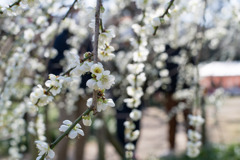 府中市郷土の森【梅の花：月影枝垂】②20200224