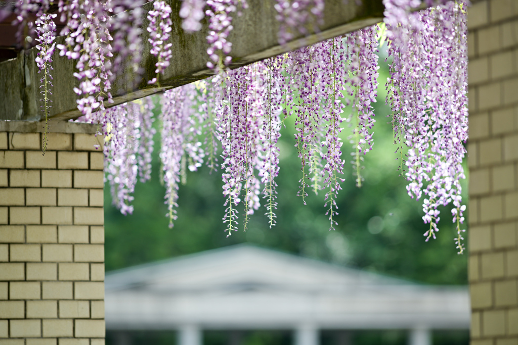 神代植物公園【藤棚(六尺藤)：近景】⑤20240425