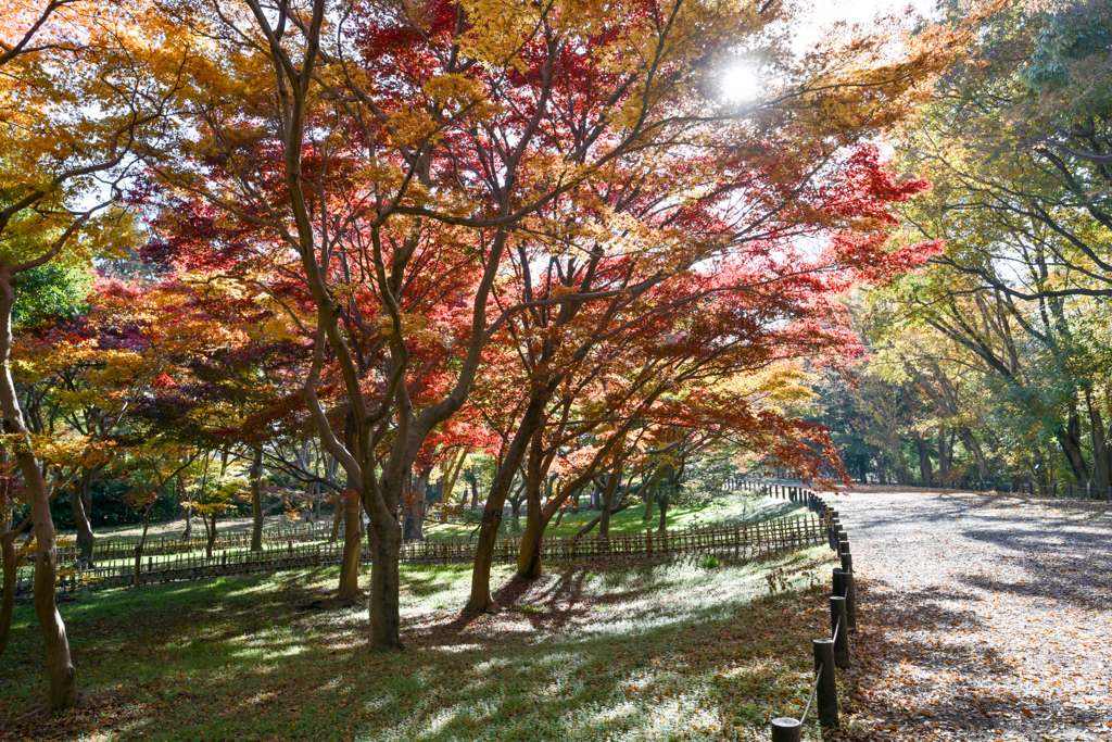 神代植物公園【かえで園(道沿い)】②20241203